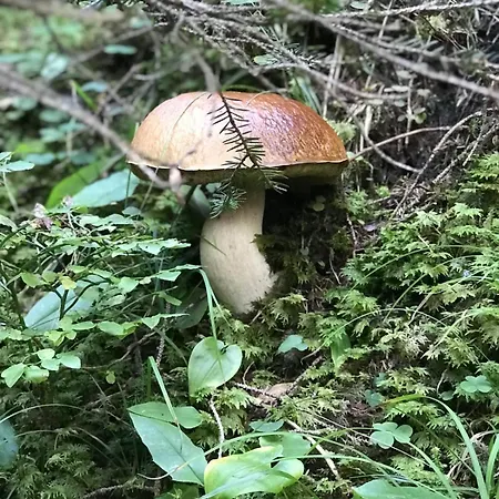 Alpesi faház Tschattlhof Dolomites *
